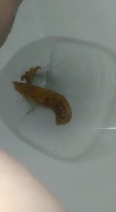 Free Scat Porn