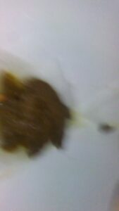 Free Scat Porn