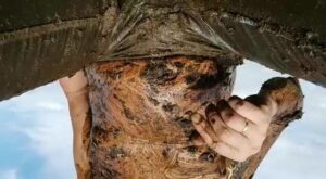 Free Scat Porn