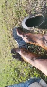 Free Scat Porn