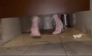 Free Scat Porn