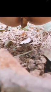Free Scat Porn