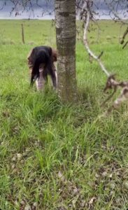 Free Scat Porn