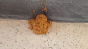 Free Scat Porn