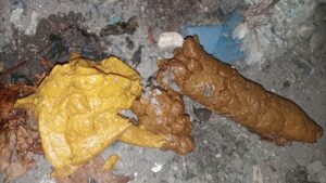 Free Scat Porn