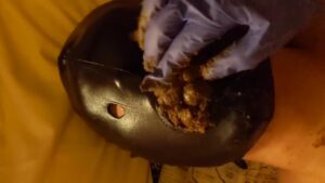 Free Scat Porn