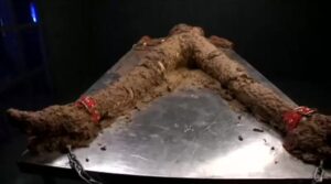 Free Scat Porn