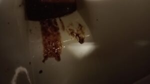 Free Scat Porn