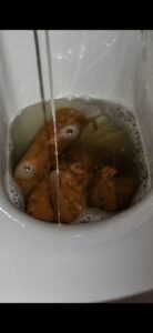 Free Scat Porn