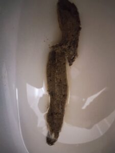 Free Scat Porn
