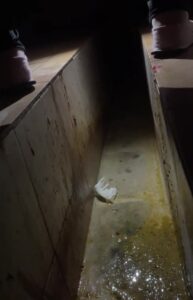 Free Scat Porn
