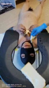 Free Scat Porn