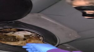 Free Scat Porn