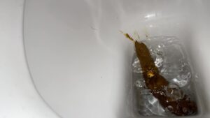 Free Scat Porn