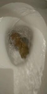 Free Scat Porn