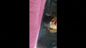 Free Scat Porn