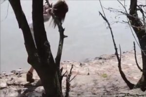 Free Scat Porn