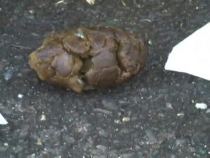 Free Scat Porn