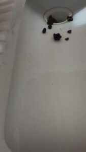 Free Scat Porn