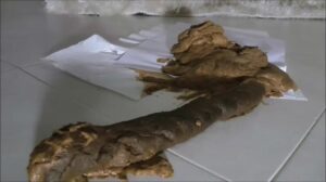 Free Scat Porn