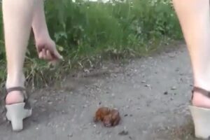 Free Scat Porn