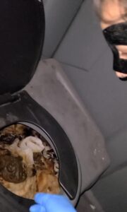 Free Scat Porn