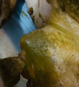 Free Scat Porn