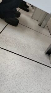 Free Scat Porn
