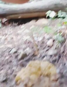 Free Scat Porn