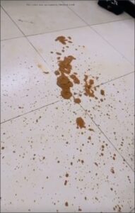 Free Scat Porn