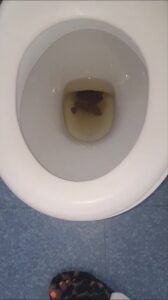 Free Scat Porn