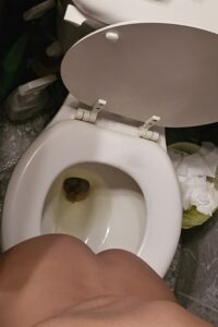 Free Scat Porn