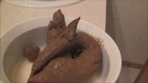 Free Scat Porn