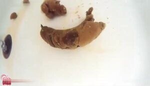 Free Scat Porn