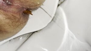 Free Scat Porn