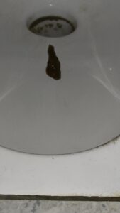 Free Scat Porn