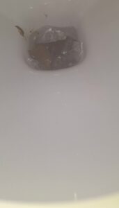 Free Scat Porn