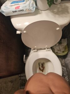 Free Scat Porn
