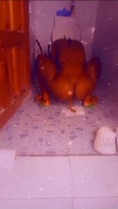 Free Scat Porn
