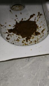 Free Scat Porn
