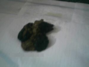 Free Scat Porn