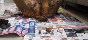 Free Scat Porn