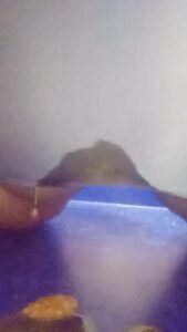 Free Scat Porn