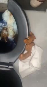 Free Scat Porn