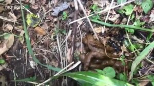 Free Scat Porn