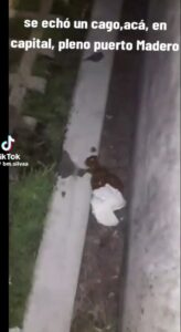 Free Scat Porn