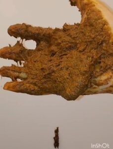 Free Scat Porn