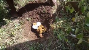 Free Scat Porn