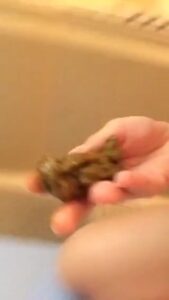 Free Scat Porn