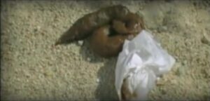 Free Scat Porn